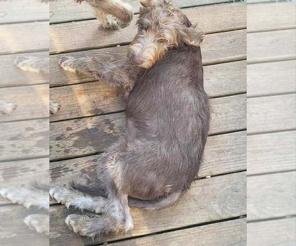 Medium Photo #2 German Wirehaired Pointer Puppy For Sale in Scottsboro, AL, USA
