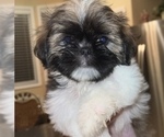 Small Photo #1 Shih Tzu Puppy For Sale in LUTZ, FL, USA