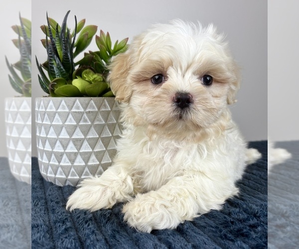 Medium Photo #3 Mal-Shi Puppy For Sale in INDIANAPOLIS, IN, USA