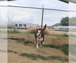 Small Photo #3 Gerberian Shepsky Puppy For Sale in Evansville, IN, USA