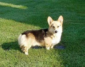 Father of the Pembroke Welsh Corgi puppies born on 09/04/2018