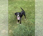 Small #14 Mutt
