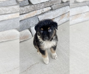 Australian Shepherd Puppy for sale in LODA, IL, USA