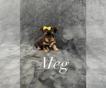 Puppy Meg Yorkshire Terrier