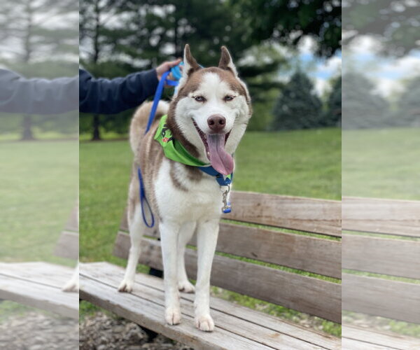 Medium Photo #3 Siberian Husky Puppy For Sale in Lancaster, PA, USA