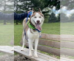Small #2 Siberian Husky