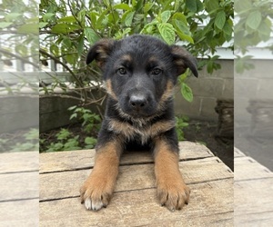 German Shepherd Dog Puppy for sale in MIDDLEBURY, IN, USA