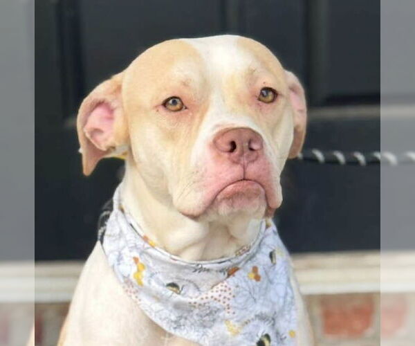 Medium Photo #1 American Pit Bull Terrier-Unknown Mix Puppy For Sale in Jefferson, WI, USA