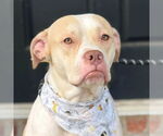 Small American Pit Bull Terrier Mix
