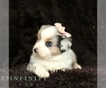 Small #4 Miniature American Shepherd-Miniature Australian Shepherd Mix