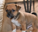 Small Photo #2 Jug Puppy For Sale in ORRVILLE, OH, USA