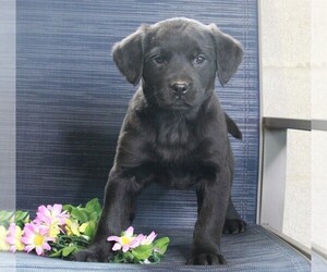 Golden Labrador Puppy for sale in FREDERICKSBURG, OH, USA