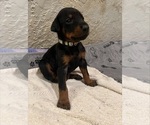 Puppy Gray Doberman Pinscher