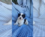 Small #2 Zuchon