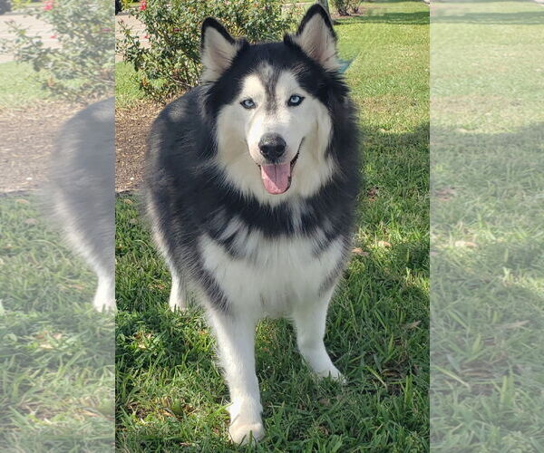 Medium Photo #5 Siberian Husky Puppy For Sale in HOUSTON, TX, USA