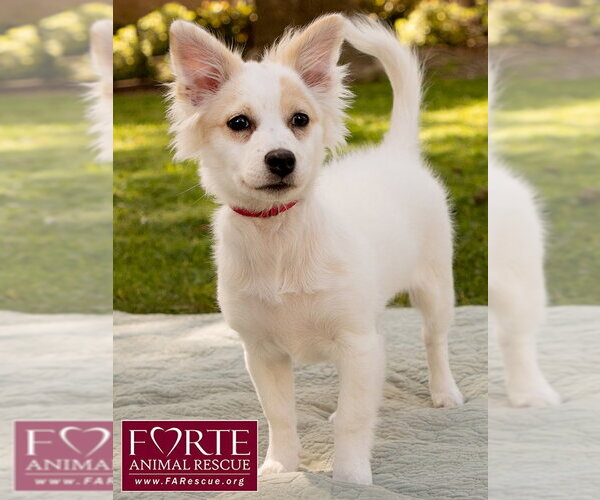 Medium Photo #3 American Eskimo Dog-Colonial Cocker Spaniel Mix Puppy For Sale in Marina del Rey, CA, USA