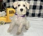 Puppy Big Girl Schnauzer (Miniature)