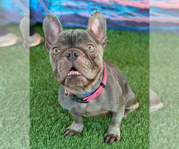 Medium Photo #6 French Bulldog Puppy For Sale in New York, NY, USA