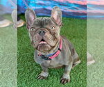 Small #5 French Bulldog