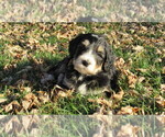 Small #1 Bernedoodle