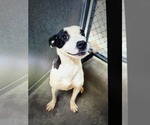 Small #1 Mutt