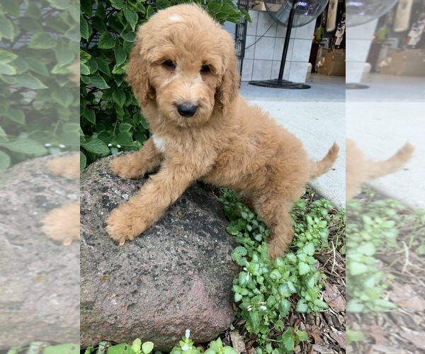 Medium Photo #7 Goldendoodle-Poodle (Standard) Mix Puppy For Sale in RICHMOND, IL, USA