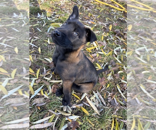 Medium Photo #7 Belgian Malinois Puppy For Sale in EPHRATA, WA, USA