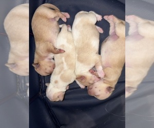 Chiweenie-Shih Tzu Mix Puppy for sale in WARWICK, RI, USA