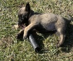 Puppy Puppy 8 Belgian Malinois