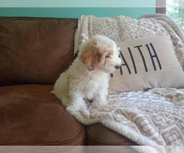 Medium Photo #5 Aussie-Poo Puppy For Sale in HOLMESVILLE, OH, USA
