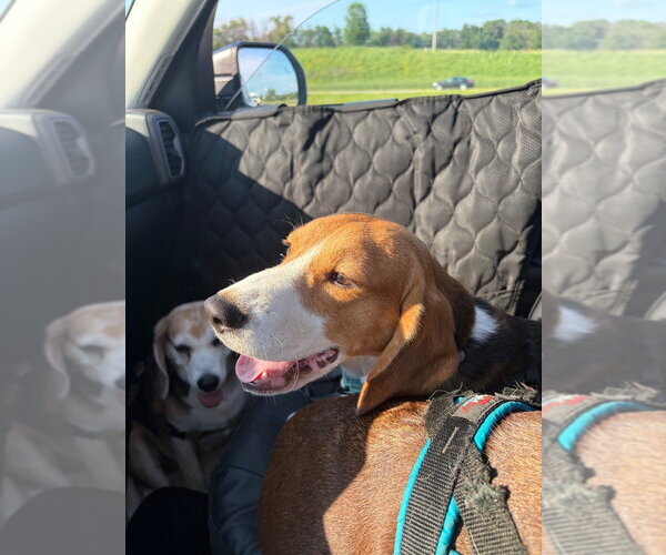 Medium Photo #2 Beagle Puppy For Sale in Andover, MN, USA