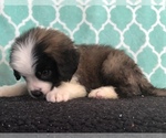 Small Photo #3 Saint Bernard Puppy For Sale in AURORA, CO, USA