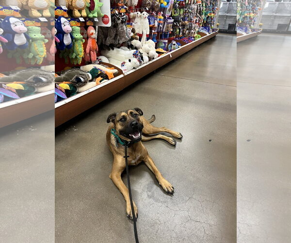 Medium Photo #2 Mutt Puppy For Sale in Aurora, CO, USA