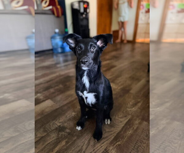Medium Photo #2 Collie-Unknown Mix Puppy For Sale in New London, WI, USA