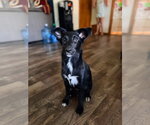 Small #1 Collie Mix