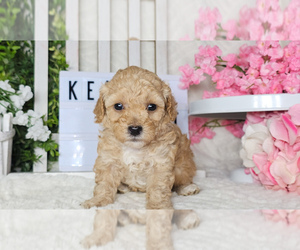 Poodle (Toy) Puppy for sale in COLLEGE STA, TX, USA