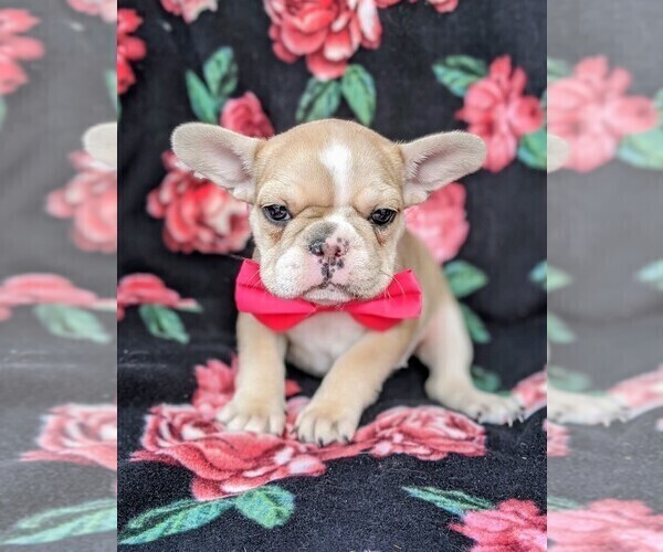Medium Photo #4 French Bulldog Puppy For Sale in CLAY, PA, USA
