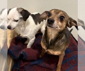 Mable & Oliver - Female Chihuahua-Unknown Mix Dog for Adoption - Photo #2