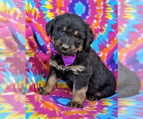 Medium Photo #3 Rottle Puppy For Sale in KIRKWOOD, PA, USA