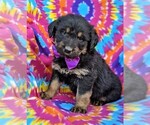 Small Photo #3 Rottle Puppy For Sale in KIRKWOOD, PA, USA