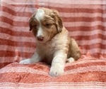 Small Photo #21 Australian Shepherd Puppy For Sale in LAKELAND, FL, USA