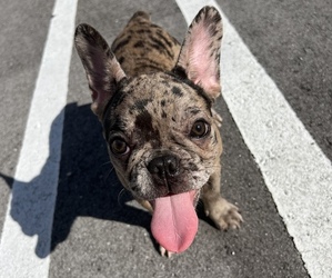 French Bulldog Puppy for sale in MIAMI GARDENS, FL, USA