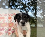 Puppy Puppy 5 Jack Russell Terrier