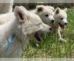 Small Photo #6 German Shepherd Dog Puppy For Sale in WASHINGTON, NJ, USA