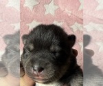 Small #1 Pomsky-Shiba Inu Mix