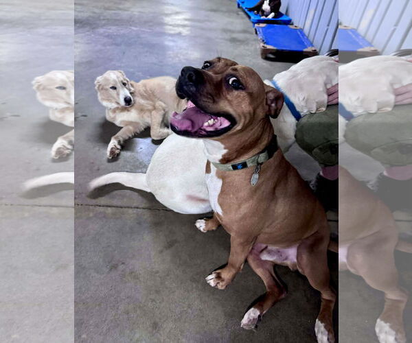 Medium Photo #5 Boxer-Unknown Mix Puppy For Sale in Germantown, OH, USA