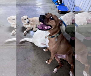 Bartholomew Cubbins - Male Boxer-Unknown Mix Dog for Adoption - Photo #5