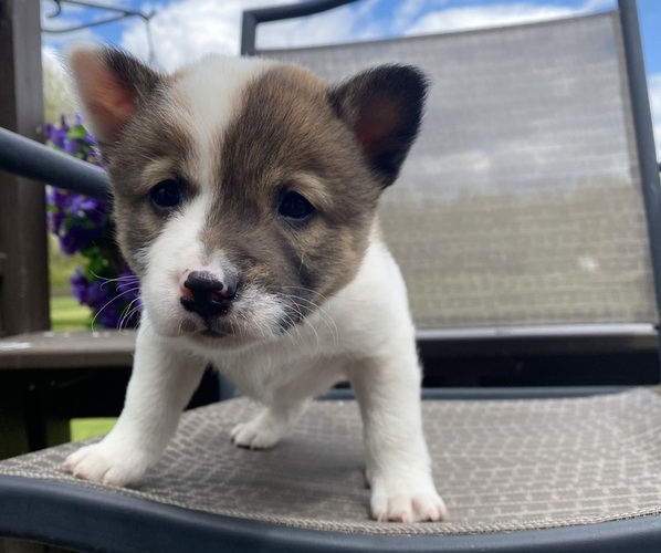 Medium Photo #6 Alaskan Husky-Border Collie Mix Puppy For Sale in RICHMOND, MI, USA