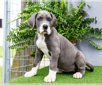 Small Photo #110 Great Dane Puppy For Sale in WAKARUSA, IN, USA