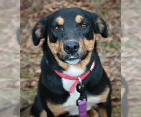Medium Photo #6 Greater Swiss Mountain Dog-Labrador Retriever Mix Puppy For Sale in Attalka, AL, USA